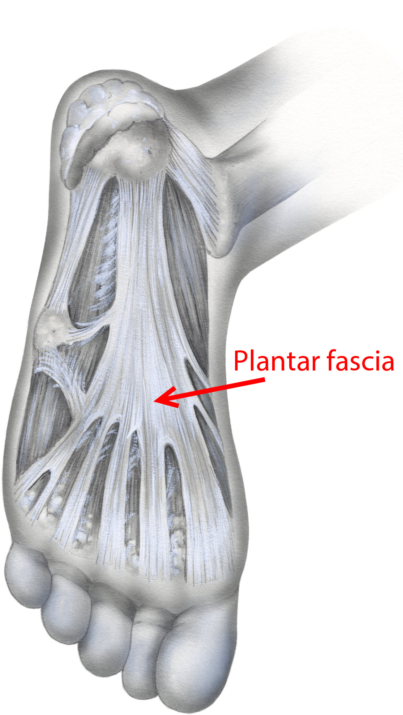 Easing the Heel Pain of Plantar Fasciitis