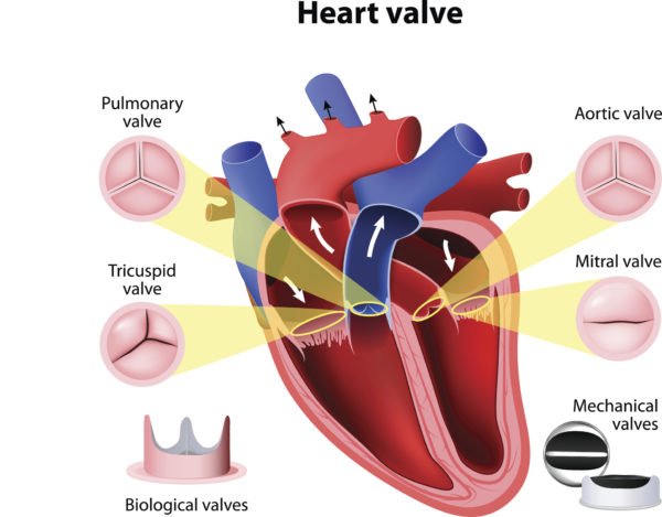 Illustration of the four major heart valves