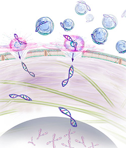 A sketch Dr. Passineau uses to explain how sonoporation can be used to get DNA across “the longest seven nanometers in nature.